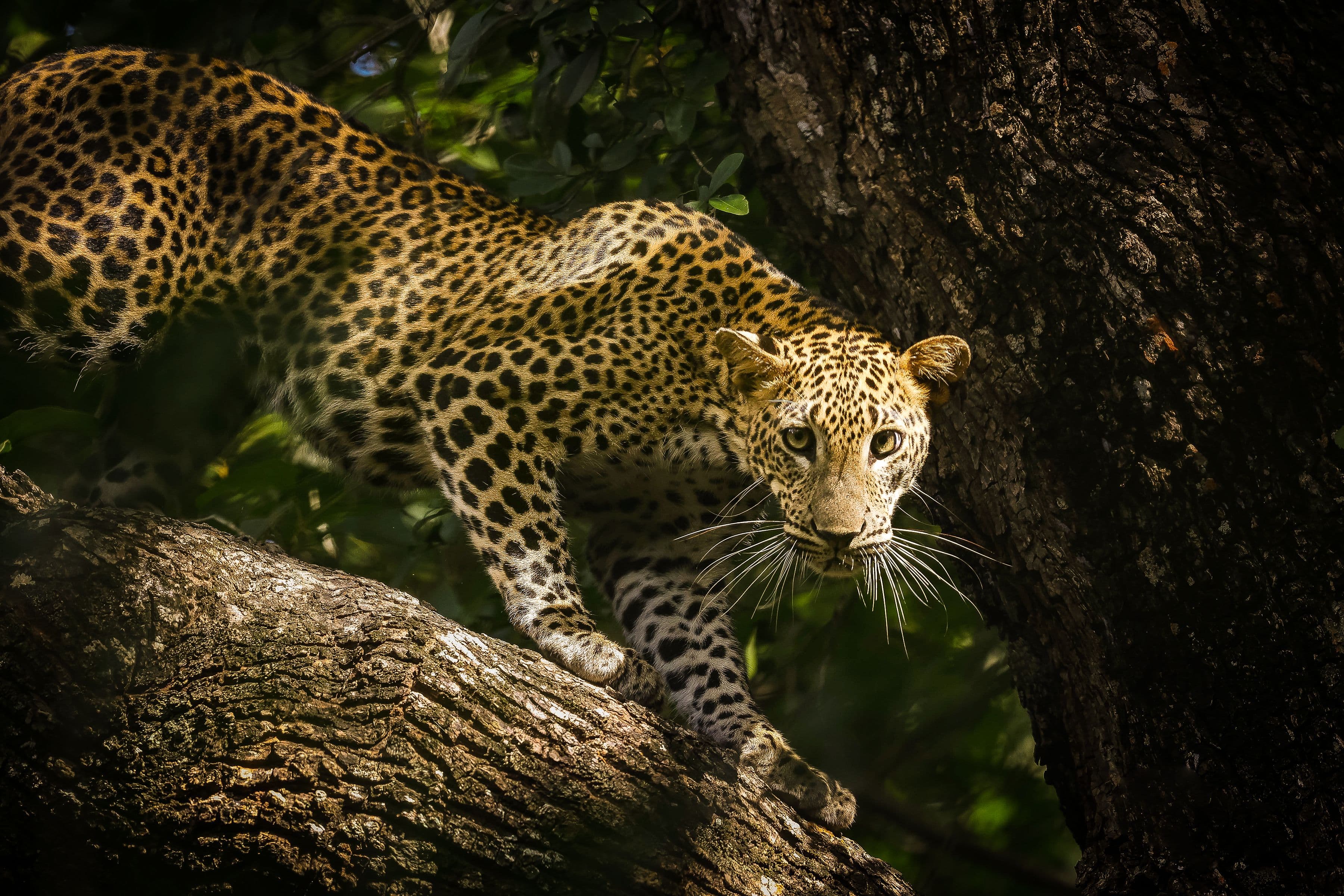 Wildlife Safari Tours tour in Sri Lanka